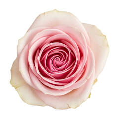 Fototapeta premium Stunning close up of a perfect pale pink rose blossom showing delicate swirl pattern against clean white background