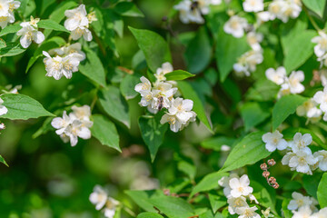 Beautifully Blooming Jasmine Flowers Complemented by Lush Green Leaves in Natures Splendor