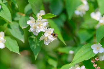A bee is beautifully pollinating white blossoms in a lush and vibrant green garden area