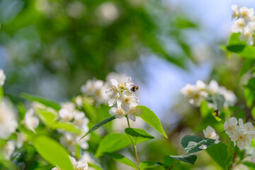 A Bee busy on a White Flower that is in Bloom during a beautiful sunny day outdoors