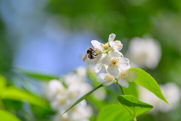 A bee is diligently pollinating beautiful white blossom flowers in the heart of nature