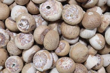 betel nut on shop for sell are cash crops