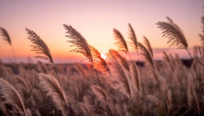 Golden hour reeds field at tranquil sunset