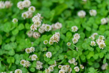 Lush and vibrant green ground cover featuring delicate and beautiful white flowers blooming