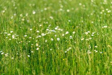 A Vibrant Wildflower Meadow Flourishing Beautifully During the Lovely Springtime
