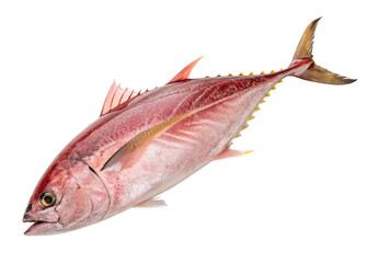 Tuna isolated on white background close up