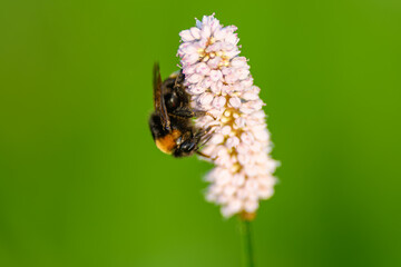 A bumblebee is seen resting on a blooming pink flower set against a vivid green background