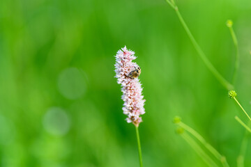 Fototapeta premium A bee perched delicately on a vibrant pink flower amidst a lush and green field blooming with life