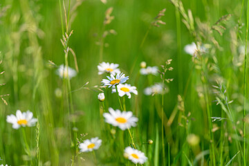 The Beautiful Wildflowers Blooming in a Lush Green Field Create a Stunning Visual Delight