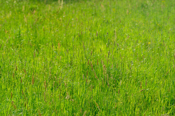 A Lush Green Meadow Filled with Fresh Grass, Vibrant Wildflowers, and Natures Beauty