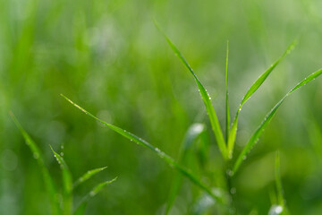 A closeup image showcasing the dewy blades of grass in a beautiful, lush green field