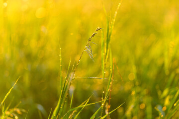 Golden Morning Dew on the Lush Green Grass, Illuminated by the First Sunlight of the Day