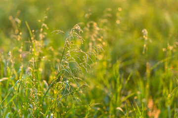 A Serene Grass Field Illuminated in Beautiful Golden Light during a Tranquil Moment