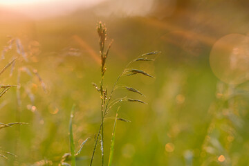 The Morning Dew on Grass accompanied by the Soft Glow of the Sunrise is truly breathtaking