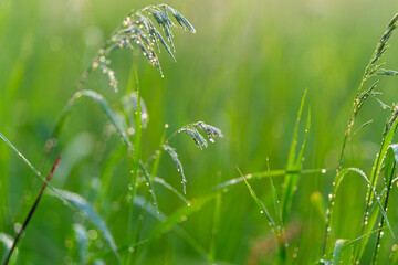 DewKissed Grass in the Beautiful Morning Light of Early Daybreaks Essence and Calmness