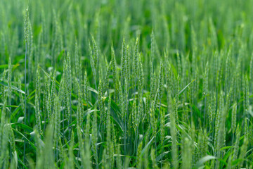 Lush Green Grains Growing Abundantly in a Beautifully Cultivated Field of Agriculture