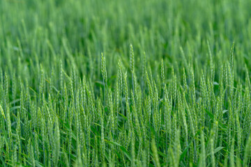 A Vibrant Green Field of Wheat Flourishing Under a Beautifully Clear Sky During Summer