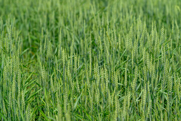 A Beautiful Lush Green Wheat Field That Is Ready for Harvesting in the Season Ahead