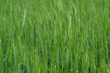 A Lush Green Wheat Field Bathed in Radiant and Bright Sunlight, Perfect for Agriculture