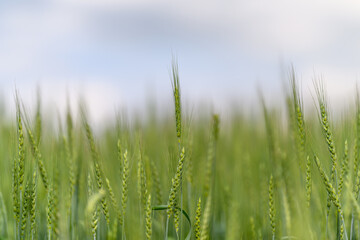 A Beautiful, Vibrant Lush Green Wheat Field Blossoming At Dusk Under The Colorful, Majestic Sky