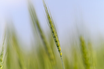Obraz premium A Stunning Lush Green Wheat Field CloseUp That Captures the Beauty of Agriculture and Nature