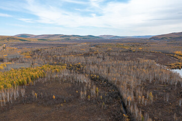 Aerial view of the autumn forest and river in the Shibawan scenic area of ​​Mohe, Greater Khingan Mountains.