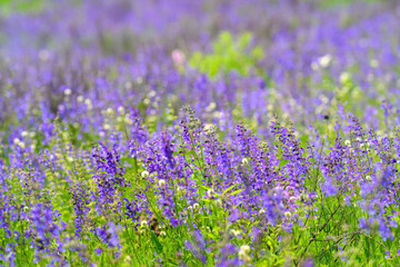 Naklejka premium A Field of Vibrant Purple Wildflowers is in Full Bloom, Captivating All Who Pass by