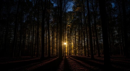 Fototapeta premium Golden light piercing through the dense canopy of tall, silhouetted forest trees, casting dramatic long shadows across the tranquil ground during a breathtaking sunset or early morning