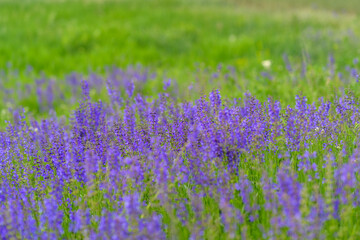 Obraz premium A stunning, vibrant purple lavender field is in full bloom, creating a picturesque scene