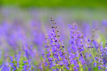 Obraz premium Enjoy the stunning view of vibrant lavender fields in bloom, showcasing natures beauty