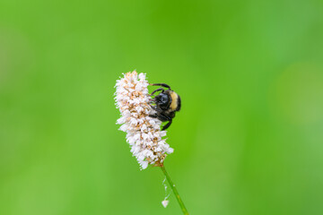 A beautiful bumblebee resting on a flower against a vivid green background in nature