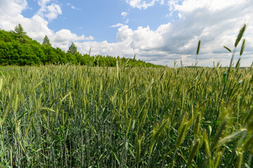 A Beautiful Lush Green Wheat Field Spreading Underneath a Bright Blue Expansive Sky Above