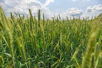 A Lush Green Wheat Field Surrounded by Nature Under a Bright Blue Sky Filled with Clouds