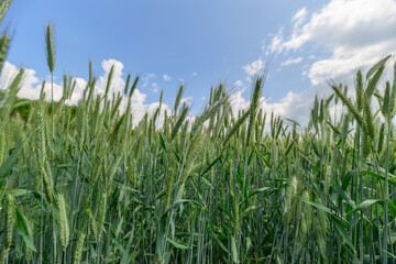 A Lush and Green Wheat Field Spreads Vastly Under a Bright and Clear Blue Sky Above