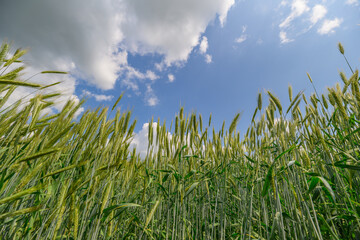 A Beautiful Wheat Field Spreading Beneath a Bright Blue Sky Filled with Fluffy Clouds