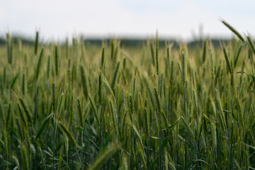 Fototapeta premium A Beautiful Flourishing Wheat Field Stretching Under a Bright Sky on a Warm, Sunny Day