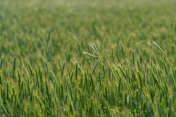 A Beautiful and Lush Green Wheat Field in the Very Early Stage of Growth and Development