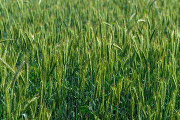 Obraz premium A Lush, Verdant Green Wheat Field Beautifully Bathed Under Bright, Warm Sunlight Today