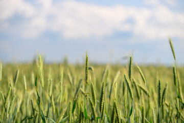 Obraz premium A Vibrant and Lush Green Wheat Field Is Glistening Radiantly Under a Beautiful Clear Blue Sky Above