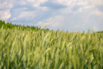 Obraz premium A Beautiful and Lush Green Wheat Field Spreads Out Beneath a Cloudy and Dramatic Sky Above