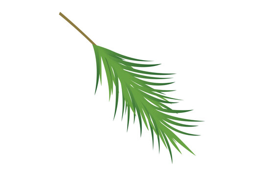 Green Pine Needle Branch or Christmas Tree Branch Isolated on White Background &ndash; Botanical Evergreen Vector Illustration Design