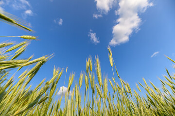 A Beautiful Green Wheat Field Under a Clear Blue Sky Adorned with Fluffy White Clouds