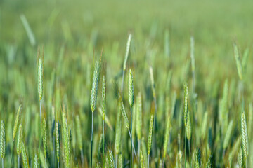 Fototapeta premium A Beautiful Vibrant Green Wheat Field Located Under a Clear, Bright Blue Sky Above