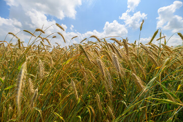 Obraz premium The Golden Wheat Field Spreads Under a Bright Blue Sky Ready for Harvest and Growth