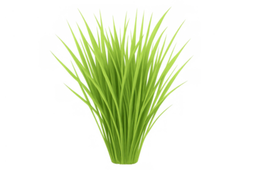 Fresh green grass tuft growing, vibrant spring lawn element, nature background element, isolated on transparent