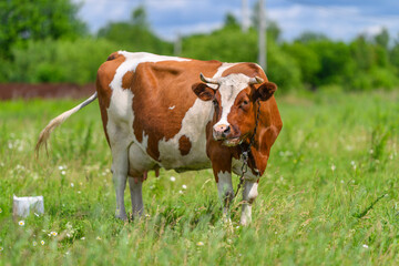 A Brown and White Cow is Standing Gracefully in a Green Field Surrounded by Nature © beholdereye