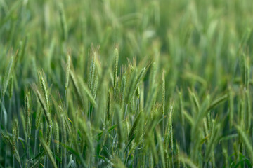 Lush Green Wheat Fields Bathed in Natural Light, Creating an Absolutely Stunning Idyllic Landscape