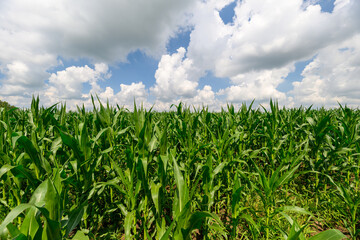 Naklejka premium Vibrant, Lush Cornfield Stretching Under a Clear Blue Sky with Fluffy White Clouds