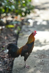 free range chicken