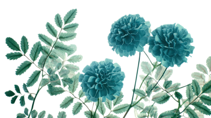 Teal marigold blossom nestling among verdant green foliage with soft natural light for vibrant floral nature composition isolated on white background